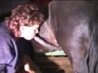 Whore sucks horse cock and got fucked hard